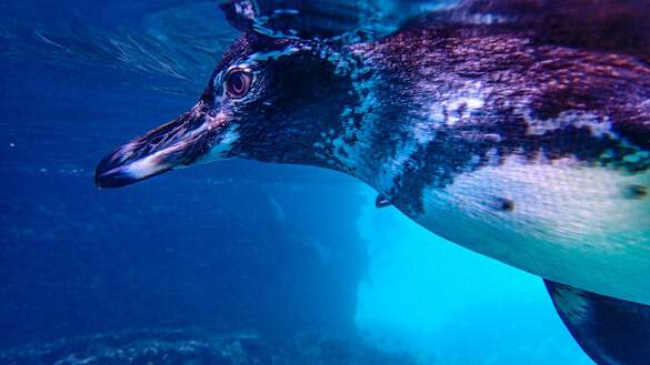 Celebrity Flora - Galapagos 9, ©CEL.jpg